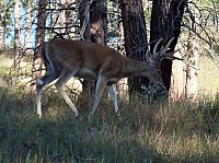 Devil tower (24).JPG